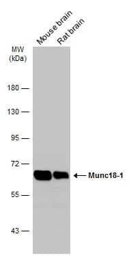 Western Blot: Syntaxin-BP1 Antibody [NBP2-20526] - Various tissue extracts (50 ug) were separated by 7.5% SDS-PAGE, and the membrane was blotted with Syntaxin-BP1 antibody (NBP2-20526) diluted at 1:10000. The HRP-conjugated anti-rabbit IgG antibody  was used to detect the primary antibody.