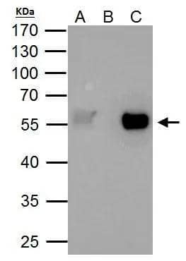 TAF7 antibody immunoprecipitates TAF7 protein in IP experiments. IP Sample: 293T whole cell lysate/extract A. 40 ug 293T whole cell lysate/extract B. Control with 2 ug of preimmune rabbit IgG C. Immunoprecipitation of TAF7 protein by 2 ug of TAF7 antibody (NBP2-20556) 7.5% SDS-PAGE The immunoprecipitated TAF7 protein was detected by TAF7 antibody (NBP2-20556) diluted at 1:1000. EasyBlot anti-rabbit IgG  was used as a secondary reagent. 