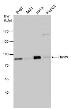 Western Blot TARS Antibody - BSA Free