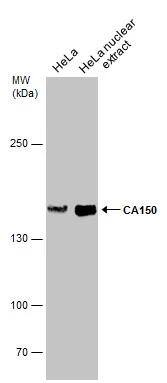 Western Blot TCERG1 Antibody - BSA Free