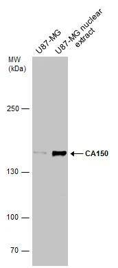 Western Blot TCERG1 Antibody - BSA Free