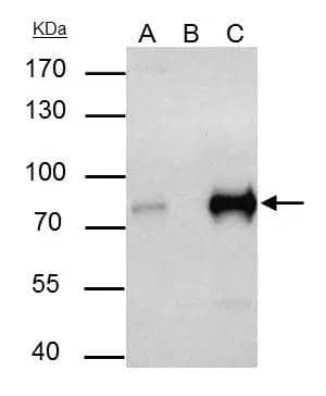 Immunoprecipitation TCF-3/E2A Antibody - BSA Free