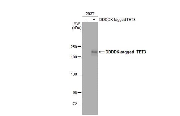 Western Blot: TET3 Antibody [NBP2-20602] - Non-transfected (-) and transfected (+) 293T whole cell extracts (30 ug) were separated by 5% SDS-PAGE, and the membrane was blotted with TET3 antibody [C3], C-term (NBP2-20602) diluted at 1:5000. The HRP-conjugated anti-rabbit IgG antibody  was used to detect the primary antibody.