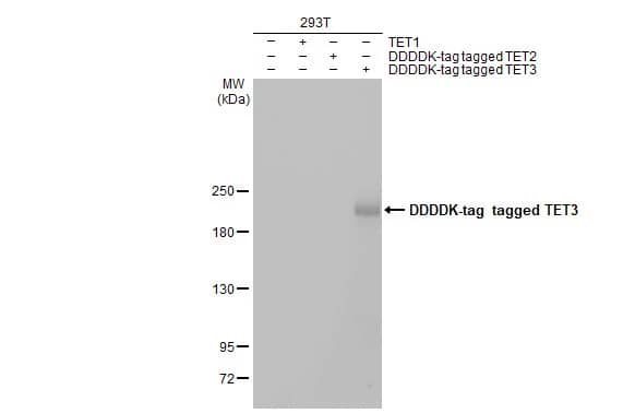 Western Blot: TET3 Antibody [NBP2-20602] - Non-transfected (-) and transfected (+) 293T whole cell extracts (30 ug) were separated by 5% SDS-PAGE, and the membrane was blotted with TET3 antibody [C3], C-term (NBP2-20602) diluted at 1:5000. The HRP-conjugated anti-rabbit IgG antibody  was used to detect the primary antibody, and the signal was developed with Trident ECL plus-Enhanced.