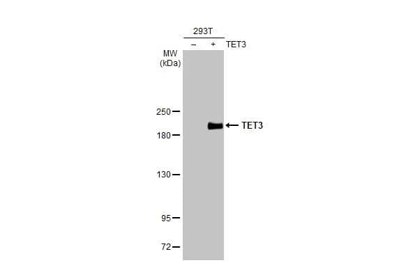 Non-transfected (-) and transfected (+) 293T whole cell extracts (30 ug) were separated by 5% SDS-PAGE, and the membrane was blotted with TET3 antibody [N3C1], Internal (NBP2-20603) diluted at 1:5000. The HRP-conjugated anti-rabbit IgG antibody  was used to detect the primary antibody. 