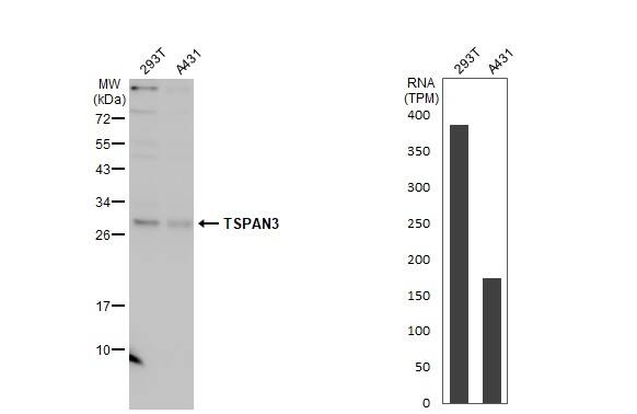 Various whole cell extracts (30 ug) were separated by 12% SDS-PAGE, and the membrane was blotted with TSPAN3 antibody (NBP2-20604) diluted at 1:1000. The HRP-conjugated anti-rabbit IgG antibody  was used to detect the primary antibody, and the signal was developed with Trident ECL plus-Enhanced. Corresponding RNA expression data for the same cell lines are based on Human Protein Atlas program. 