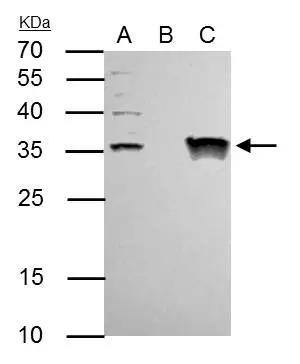 Immunoprecipitation TFIIE beta Antibody