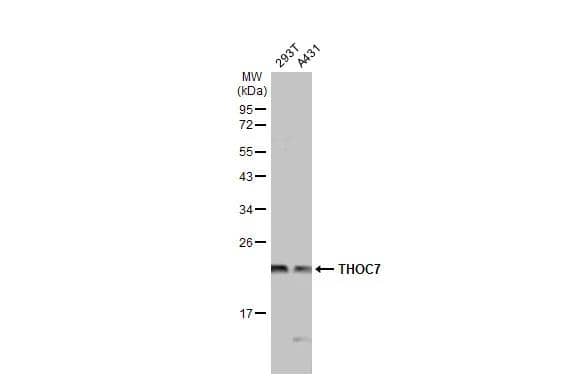 Western Blot THOC7 Antibody