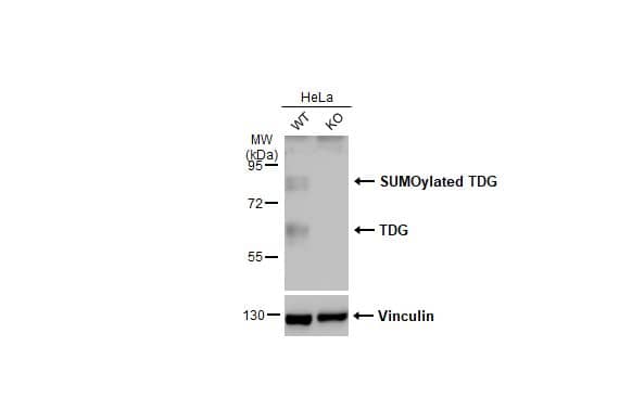 <b>Genetic Strategies Validation. </b>Wild-type (WT) and TDG knockout (KO) HeLa cell extracts (30 ug) were separated by 7.5% SDS-PAGE, and the membrane was blotted with TDG antibody (NBP2-20627) diluted at 1:500. The HRP-conjugated anti-rabbit IgG antibody  was used to detect the primary antibody. 