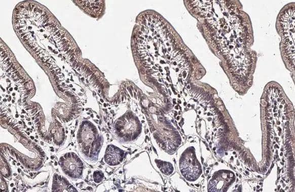 Immunohistochemistry-Paraffin TIP60 Antibody - BSA Free