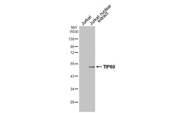 Western Blot TIP60 Antibody - BSA Free