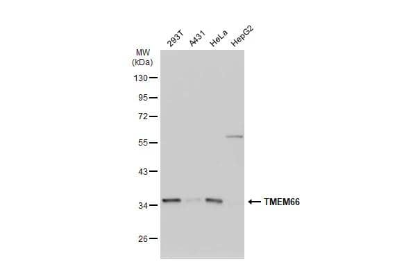 Western Blot TMEM66 Antibody