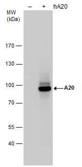 A20 antibody detects A20 protein by Western blot analysis. Non-transfected (-) and A20 -transfected (+, including 3xFlag-tag) 293T whole cell extracts (30 ug) were separated by 7.5% SDS-PAGE, and the membrane was blotted with A20 antibody (NBP2-20671) diluted by 1:10000. 