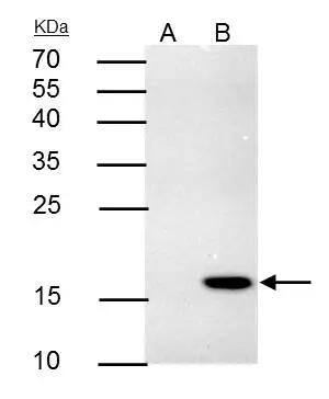 TNFSF9 antibody [N2C3] immunoprecipitates TNFSF9 protein in IP experiments.IP samples: A549 membrane extractA. Control with 4 ug of preimmune Rabbit IgGB. Immunoprecipitation of TNFSF9 protein by 4 ug TNFSF9 antibody [N2C3] (NBP2-20673)15 % SDS-PAGEThe immunoprecipitated TNFSF9 protein was detected by TNFSF9 antibody [N2C3] (NBP2-20673) diluted at 1:500.[EasyBlot anti-rabbit IgG  was used as a secondary reagent] 