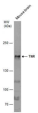 Mouse tissue extract (50 ug) was separated by 5% SDS-PAGE, and the membrane was blotted with TNR antibody [C1C2], Internal (NBP2-20677) diluted at 1:500. 