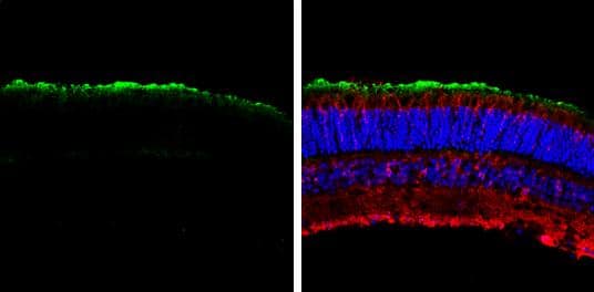 Immunohistochemistry-Frozen Transducin alpha Antibody - BSA Free