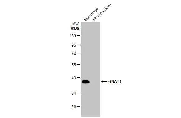 Western Blot Transducin alpha Antibody - BSA Free