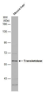 Western Blot Transketolase Antibody