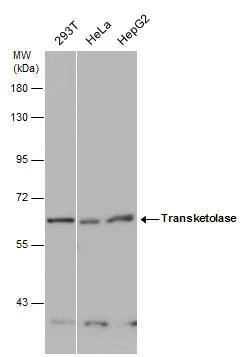 Western Blot Transketolase Antibody