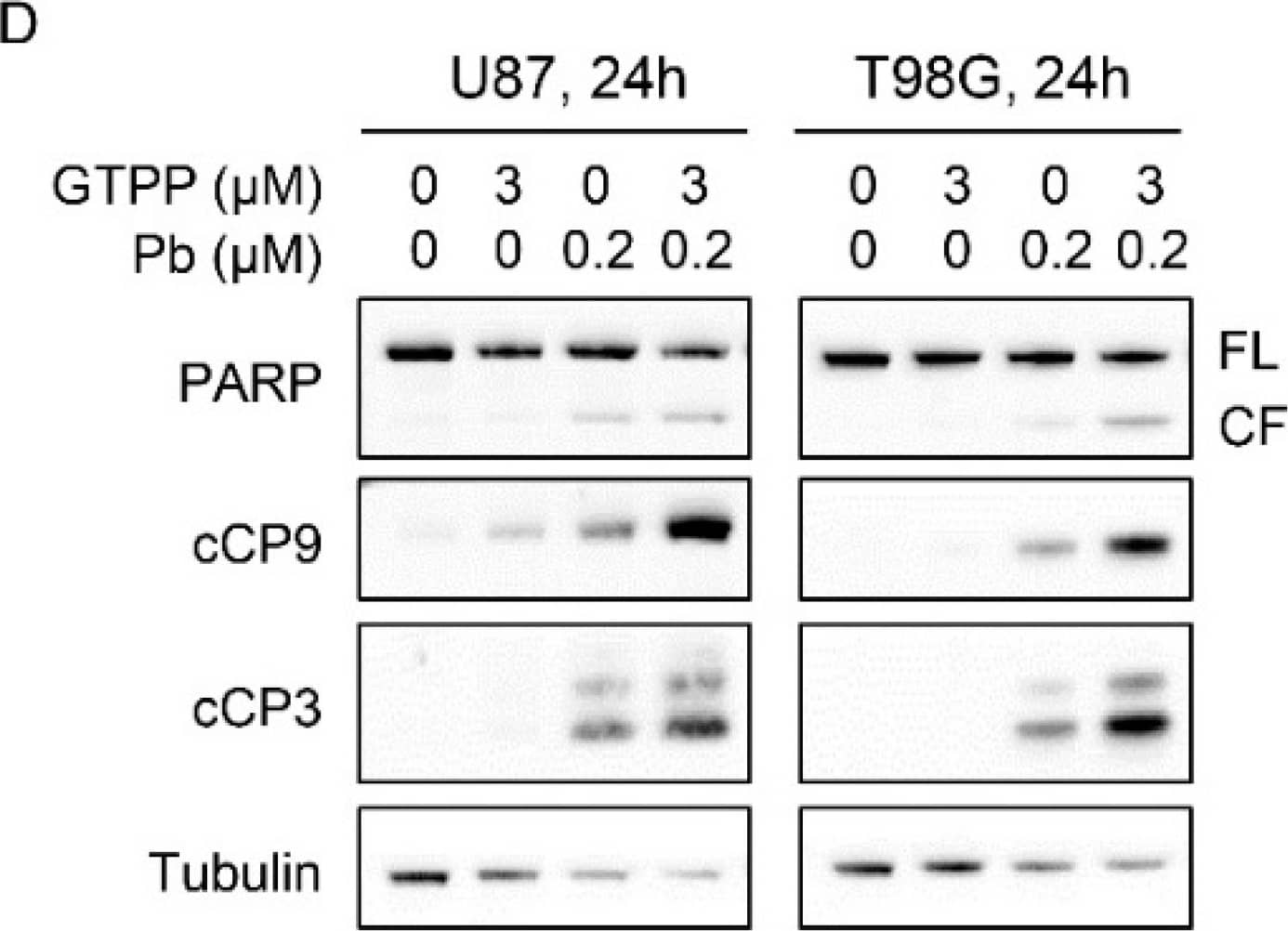 Combined inhibition of TRAP1 and HDACs enhanced activation of a cell death with apoptotic features, including cleavage of caspases. (A) U87 and LN229 cells were treated with the indicated concentration of gamitrinib, panobinostat or the combination of both for 48h. Thereafter, cells were labeled with annexin/propidium iodide (PI) dye and analyzed by multi-parametric flow cytometry. Shown are representative flow plots; (B,C) U87 and LN229 cells were treated with the indicated concentrations of gamitrinib, panobinostat/romidepsin or the combination of both for 48h. Thereafter, cells were labeled with propidium iodide (PI) dye and analyzed by flow cytometry. Shown are representative flow plots; (D) Standard western blots of cell lysates of U87 and T98G treated with gamitrinib, panobinostat or the combination of both for 24 h. Tubulin is used as a loading control. FL: full length, CF: cleaved fragment; (E) U87 and T98G cells were treated with the combination treatment of gamitrinib and panobinostat in the presence or absence of zVAD for 24h. Thereafter, cells were labeled with propidium iodide (PI) dye and analyzed by flow cytometry. Shown are representative flow plots; (F–H) U87 GBM cells were transfected with scrambled or TRAP1 specific siRNA and treated with panobinostat for 24h. Knockdown efficiency was confirmed by protein capillary electrophoresis. Vinculin serves as a loading control. Thereafter, cells were labeled with Annexin/PI dye and analyzed by multi-parametric flow cytometry (n = 3). Shown are means and SD. Statistical significance was determined by two-tailed Student’s t-test. **** p < 0.001. Image collected and cropped by CiteAb from the following open publication (//pubmed.ncbi.nlm.nih.gov/32664214), licensed under a CC-BY license. Not internally tested by Novus Biologicals.