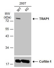 <b>Genetic Strategies Validation. </b>Wild-type (WT) and TRAP1 knockout (KO) 293T cell extracts (30 ug) were separated by 7.5% SDS-PAGE, and the membrane was blotted with TRAP1 antibody [N1N3] (NBP2-20700) diluted at 1:1000. The HRP-conjugated anti-rabbit IgG antibody  was used to detect the primary antibody. 