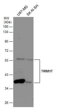 Western Blot TRIM17 Antibody - BSA Free