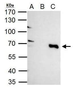 TRIM25 antibody immunoprecipitates TRIM25 protein in IP experiments. IP Sample: HeLa whole cell lysate/extract A. 40 ug HeLa whole cell lysate/extract B. Control with 2 ug of preimmune rabbit IgG C. Immunoprecipitation of TRIM25 protein by 2 ug of TRIM25 antibody (NBP2-20710) 7.5% SDS-PAGE The immunoprecipitated TRIM25 protein was detected by TRIM25 antibody (NBP2-20710) diluted at 1:1000. EasyBlot anti-rabbit IgG  was used as a secondary reagent. 