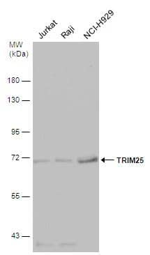 Various whole cell extracts (30 ug) were separated by 7.5% SDS-PAGE, and the membrane was blotted with TRIM25 antibody (NBP2-20710) diluted at 1:500. 