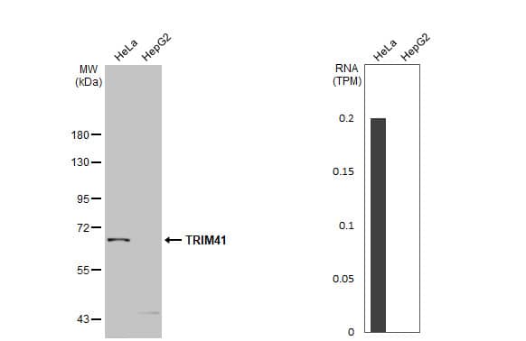 Various whole cell extracts (30 ug) were separated by 7.5% SDS-PAGE, and the membrane was blotted with TRIM41 antibody (NBP2-20717) diluted at 1:1000. The HRP-conjugated anti-rabbit IgG antibody  was used to detect the primary antibody. Corresponding RNA expression data for the same cell lines are based on Human Protein Atlas program. 