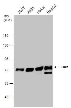 Western Blot: TRIOBP Antibody [NBP2-20726] - Various whole cell extracts (30 ug) were separated by 7.5% SDS-PAGE, and the membrane was blotted with TRIOBP antibody [C2C3-2], C-term (NBP2-20726) diluted at 1:1000. The HRP-conjugated anti-rabbit IgG antibody  was used to detect the primary antibody.