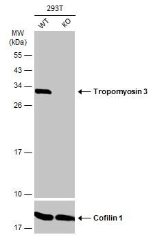 <b>Genetic Strategies Validation. </b>Wild-type (WT) and Tropomyosin 3 knockout (KO) 293T cell extracts (30 ug) were separated by 12% SDS-PAGE, and the membrane was blotted with Tropomyosin 3 antibody (NBP2-20732) diluted at 1:1000. The HRP-conjugated anti-rabbit IgG antibody  was used to detect the primary antibody. 