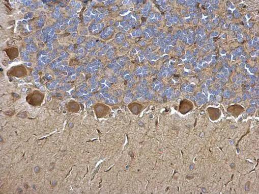 Immunohistochemistry Tryptophanyl tRNA synthetase Antibody - BSA Free