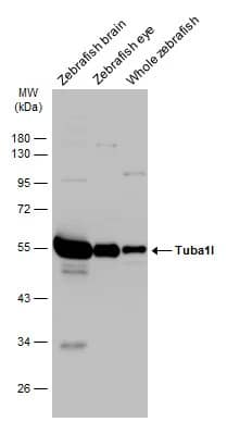 Western Blot: Tubulin alpha-1B Antibody [NBP2-20759] - Various tissue extracts (30 ug) were separated by 10% SDS-PAGE, and the membrane was blotted with Tubulin alpha-1B antibody (NBP2-20759) diluted at 1:1000. The HRP-conjugated anti-rabbit IgG antibody  was used to detect the primary antibody.