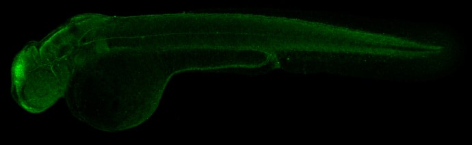 Immunohistochemistry: Tubulin alpha-1B Antibody [NBP2-20759] - Tubulin alpha-1B antibody detects Tubulin alpha-1B protein on zebrafish by whole mount immunohistochemical analysis. Sample: Paraformaldehyde-fixed 2 day-post-fertilization zebrafish embryo.Tubulin alpha-1B antibody (NBP2-20759) dilution: 1:200.