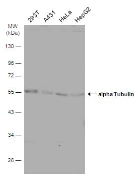 Western Blot: Tubulin alpha-1B Antibody [NBP2-20759] - Various whole cell extracts (30 ug) were separated by 10% SDS-PAGE, and the membrane was blotted with Tubulin alpha-1B antibody (NBP2-20759) diluted at 1:10000. The HRP-conjugated anti-rabbit IgG antibody  was used to detect the primary antibody.