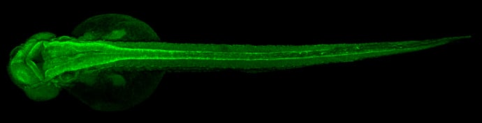 Immunohistochemistry: Tubulin alpha-1B Antibody [NBP2-20759] - Tubulin alpha-1B antibody detects Tubulin alpha-1B protein on zebrafish by whole mount immunohistochemical analysis. Sample: 2 days-post-fertilization zebrafish embryo. Tubulin alpha-1B antibody (NBP2-20759) dilution: 1:200.