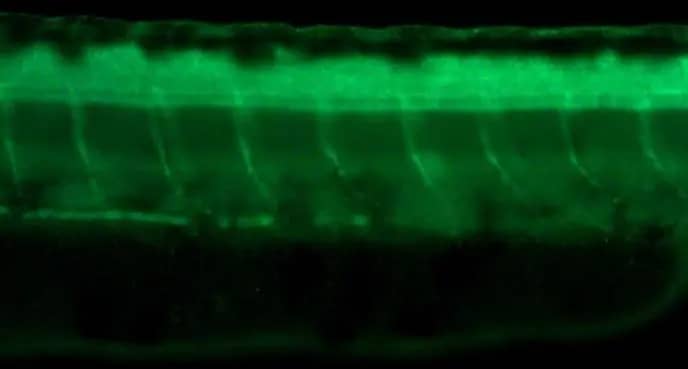 Immunohistochemistry: Tubulin alpha-1B Antibody [NBP2-20759] - Tubulin alpha-1B antibody detects Tubulin alpha-1B protein at axons on whole-mount zebrafish embryos by immunohistochemical analysis. Sample: Paraformaldehyde-fixed zebrafish embryos.  Tubulin alpha-1B antibody (NBP2-20759) dilution: 1:200.