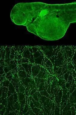 Immunohistochemistry: Tubulin alpha-1B Antibody [NBP2-20759] - Immunohistochemical analysis (whole mount) of zebrafish embryo, using Tubulin alpha-1B antibody (NBP2-20759) at 1:200 dilution.