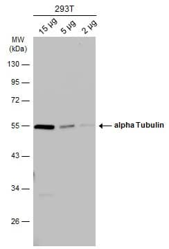 Western Blot: Tubulin alpha-1B Antibody [NBP2-20759] - Various whole cell extracts were separated by 10% SDS-PAGE, and the membrane was blotted with Tubulin alpha-1B antibody (NBP2-20759) diluted at 1:1000. The HRP-conjugated anti-rabbit IgG antibody  was used to detect the primary antibody.