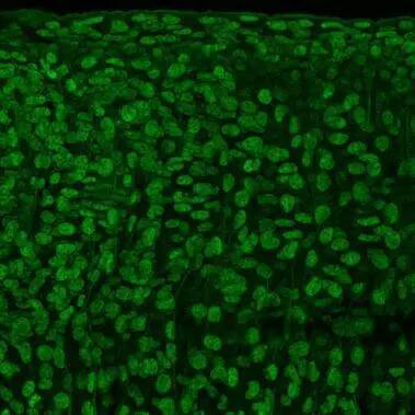 Immunohistochemistry: Tubulin alpha-1B Antibody [NBP2-20760] - Tubulin alpha-1B antibody detects Tubulin alpha-1B protein on whole-mount zebrafish embryos by immunohistochemical analysis. Sample: Paraformaldehyde-fixed zebrafish embryos.  Tubulin alpha-1B antibody (NBP2-20760) dilution: 1:200.