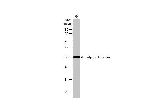 Western Blot: Tubulin alpha-1B Antibody [NBP2-20760] - Whole cell extract (30 ug) was separated by 10% SDS-PAGE, and the membrane was blotted with Tubulin alpha-1B antibody (NBP2-20760) diluted at 1:1000. The HRP-conjugated anti-rabbit IgG antibody  was used to detect the primary antibody, and the signal was developed with Trident ECL plus-Enhanced.