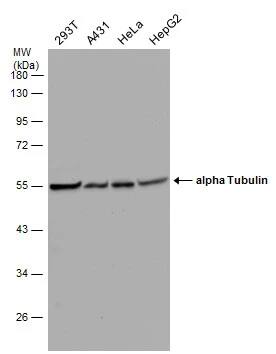 Western Blot: Tubulin alpha-1B Antibody [NBP2-20761] - Various whole cell extracts (30 ug) were separated by 10% SDS-PAGE, and the membrane was blotted with Tubulin alpha-1B antibody (NBP2-20761) diluted at 1:1000.