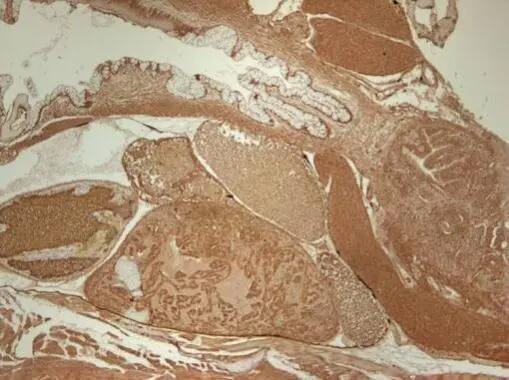 Immunohistochemistry: Tubulin alpha-1B Antibody [NBP2-20761] - Immunohistochemical analysis of paraffin-embedded zebrafish tissue, using Tubulin alpha-1B antibody (NBP2-20761) at 1:300 dilution.