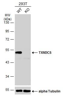 <b>Genetic Strategies Validation. </b>Western Blot: TXNDC5 Antibody [NBP2-20764] - Wild-type (WT) and TXNDC5 knockout (KO) 293T cell extracts (30 ug) were separated by 10% SDS-PAGE, and the membrane was blotted with TXNDC5 antibody  diluted at 1:1000. The HRP-conjugated anti-rabbit IgG antibody  was used to detect the primary antibody.