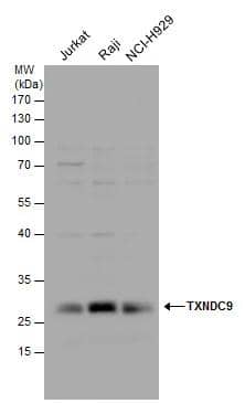 TXNDC9 antibody detects TXNDC9 protein by western blot analysis. Various whole cell extracts (30 ug) were separated by 12% SDS-PAGE, and the membrane was blotted with TXNDC9 antibody (NBP2-20765) diluted by 1:1000. 