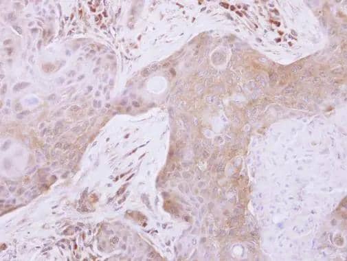 Immunohistochemistry Glutaredoxin 3/GLRX3 Antibody - BSA Free