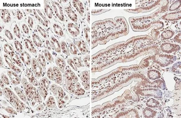 Immunohistochemistry-Paraffin: U2AF2 Antibody [NBP2-20775] - U2AF2 antibody [C1C3] detects U2AF2 protein at cytoplasm and nucleus by immunohistochemical analysis.Sample: Paraffin-embedded mouse tissue.U2AF2 stained by U2AF2 antibody [C1C3] (NBP2-20775) diluted at 1:500.Antigen Retrieval: Citrate buffer, pH 6.0, 15 min