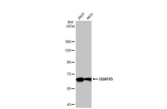 Western Blot U2AF2 Antibody