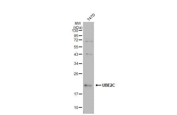 Whole cell extract (30 ug) was separated by 12% SDS-PAGE, and the membrane was blotted with UBE2C antibody [N1C3] (NBP2-20782) diluted at 1:1000. The HRP-conjugated anti-rabbit IgG antibody  was used to detect the primary antibody. 