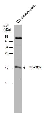 Western Blot: UbcH7/UBE2L3 Antibody [NBP2-20786] - Whole zebrafish extract (30 ug) was separated by 15% SDS-PAGE, and the membrane was blotted with UbcH7/UBE2L3 antibody [N1C3] (NBP2-20786) diluted at 1:1000.